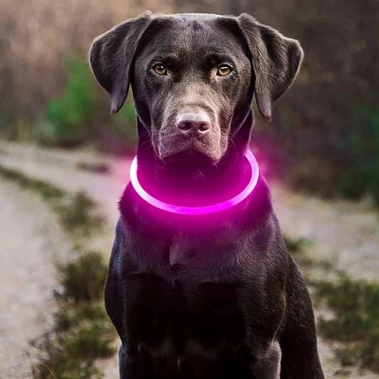 LED Light Night Safety Dog Collar