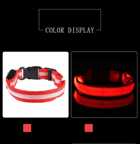 Fluorescent Night Safety Dog Collar